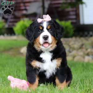 Sadie, Bernese Mountain Dog Puppy